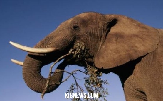 Gajah Berumur Panjang 